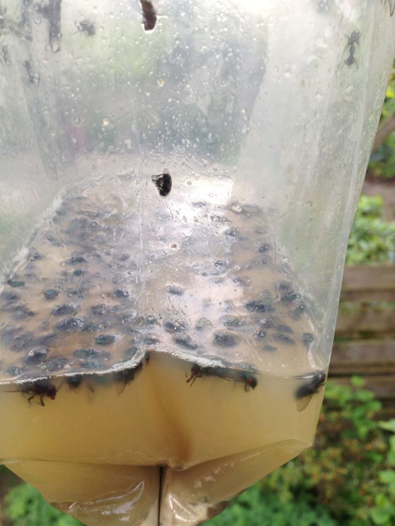 Horsefly Trap