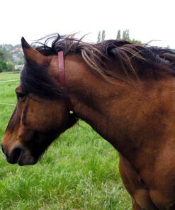 Fly Repellent Collar on Horse
